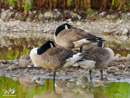 Canada Goose - Gęś Kanadyjska